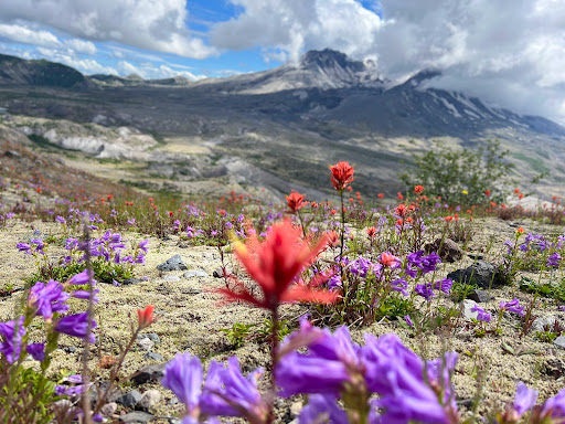 National Reserve «Mount St. Helens National Volcanic Monument», reviews and photos, 3029 Spirit Lake Hwy, Castle Rock, WA 98611, USA