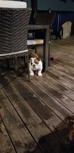 Pet Supply Store «Pet Supplies Plus», reviews and photos, 1031 Northwest Hwy, Garland, TX 75041, USA