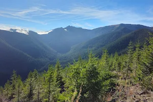 Olympic National Forest image