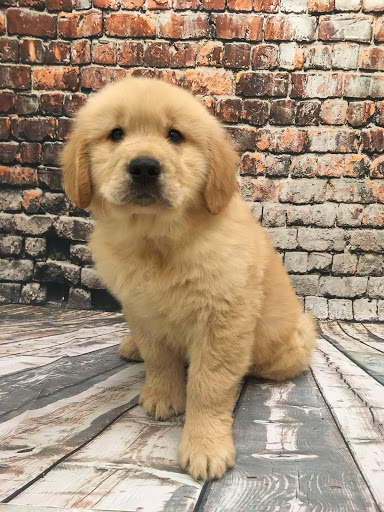 Pet Store «Happiness Is Pets», reviews and photos, 2936 Showplace Dr, Naperville, IL 60564, USA