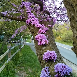 Glyndon Park - photo 15