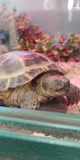 Pet Supply Store «Pet Supplies Plus», reviews and photos, 175 Memorial Ave, West Springfield, MA 01089, USA