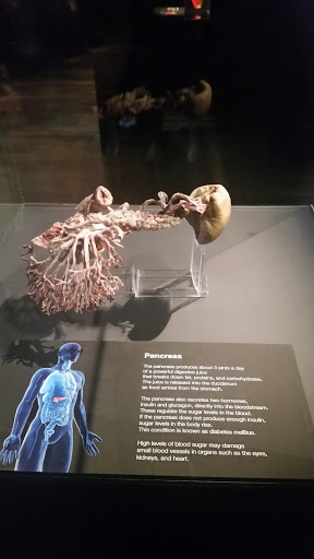 Museum «The Health Museum», reviews and photos, 1515 Hermann Dr, Houston, TX 77004, USA