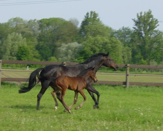 Reiterhof Bad Füssing