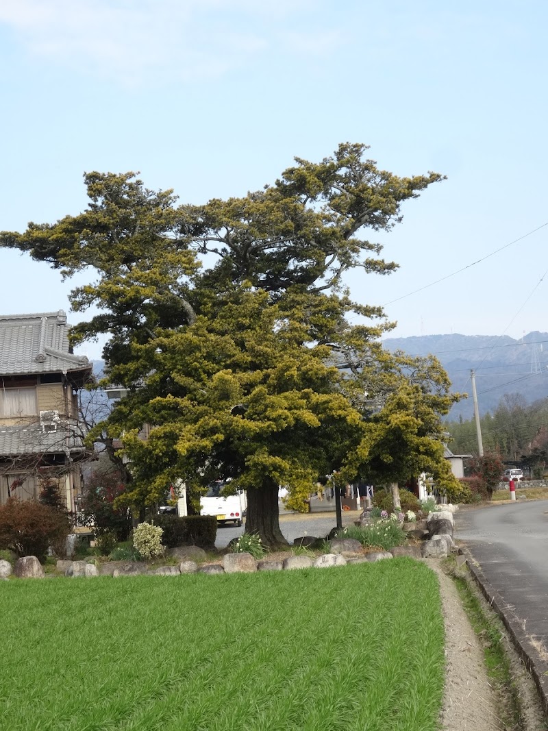 畑新田の槇の木