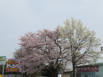 内郷御台境(みだいさかい)大桜