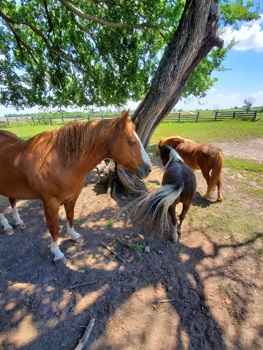 Historical Landmark «Little House on the Prairie Museum», reviews and photos, 2507 3000 Rd, Independence, KS 67301, USA