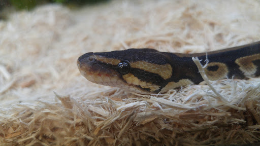 Pet Supply Store «Petco Animal Supplies», reviews and photos, 3055 Columbia Blvd #117, Titusville, FL 32780, USA