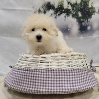 Your Pets - Photo 6 - Car repair in Hopwood, PA, Aguadilla