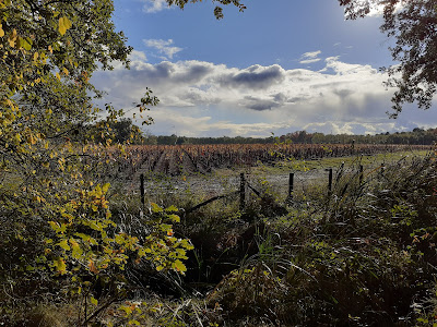 ETS CARLES à Ludon-Médoc
