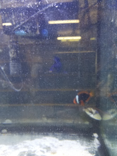 Tropical Fish Store «Reef Life Aquariums», reviews and photos, 5511 US-280 #310, Birmingham, AL 35242, USA