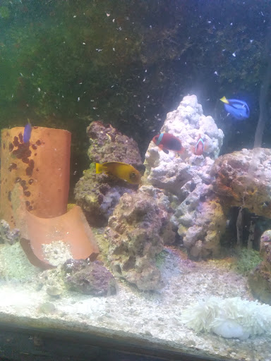 Pet Store «Exotic Fish», reviews and photos, 406 Northside Dr # F, Valdosta, GA 31602, USA