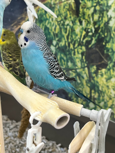 Pet Supply Store «Petco Animal Supplies», reviews and photos, 2001 15th Ave W b, Seattle, WA 98119, USA