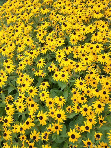 American Restaurant «Cracker Barrel Old Country Store», reviews and photos, 1005 Candleview Lane, Crawfordsville, IN 47933, USA