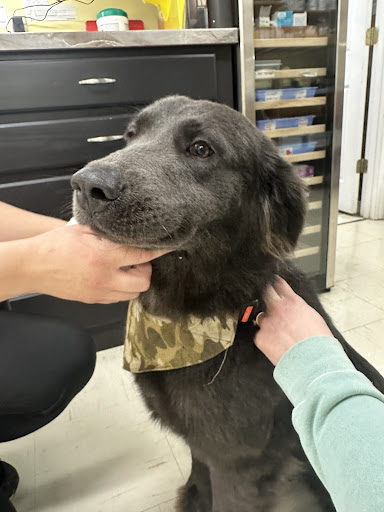 Red Barn Animal Hospital image