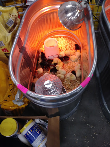 Home Improvement Store «Tractor Supply Co.», reviews and photos, 1800 US-90, Castroville, TX 78009, USA