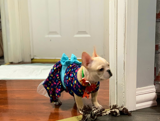 Pet Store «Furry Babies Inc», reviews and photos, 3340 Mall Loop Dr, Joliet, IL 60431, USA