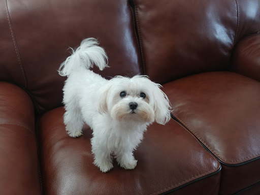 Pet Supply Store «PetSmart», reviews and photos, 60 NJ-17, Paramus, NJ 07652, USA