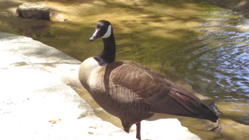 Park «Jones Bridge Park», reviews and photos, 4901 E Jones Bridge Rd, Peachtree Corners, GA 30092, USA