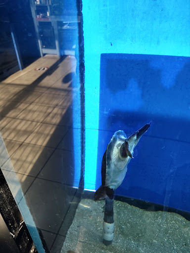 Tropical Fish Store «Xtreme Fish & Pets», reviews and photos, 11415 Bellaire Blvd # A, Houston, TX 77072, USA