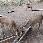 Photo n°4 de l'avis de Mi.a fait le 04/03/2021 à 15:00 sur le  Kiek ut Stuben Wildpark Eekholt à Großenaspe