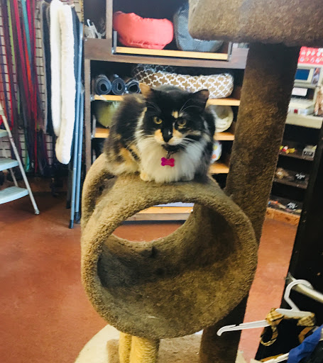 Pet Supply Store «Pet Foods Market & Supplies», reviews and photos, 1816 N Sepulveda Blvd, Manhattan Beach, CA 90266, USA
