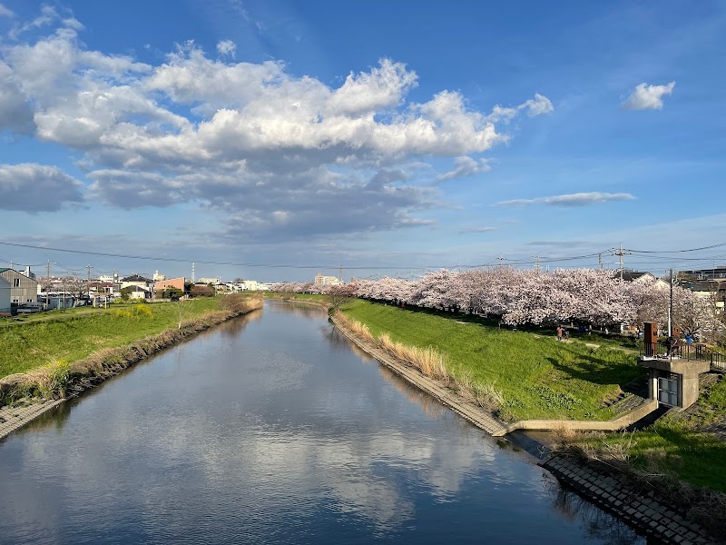 綾瀬川の桜並木