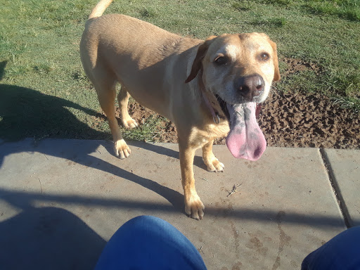 Park «Grover Basin Dog Park», reviews and photos, 17445 N 20th St, Phoenix, AZ 85022, USA