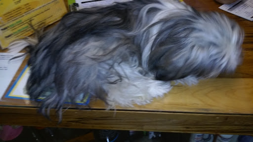 Pet Groomer «Pooches Corner», reviews and photos, 116 N 77 Sunshine Strip, Harlingen, TX 78550, USA