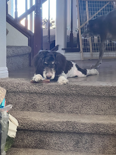 Happy Paws Pet Hospital image