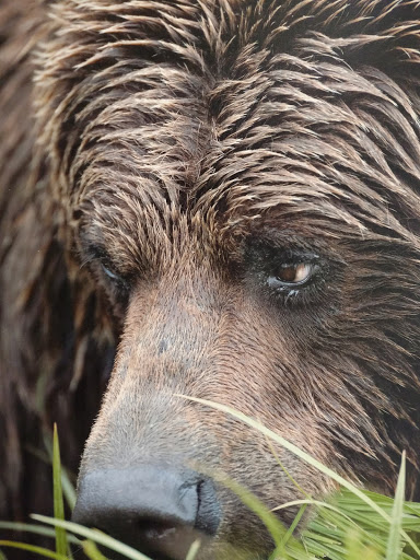 Golf Club «EagleVail Golf Club», reviews and photos, 459 Eagle Drive, Avon, CO 81620, USA