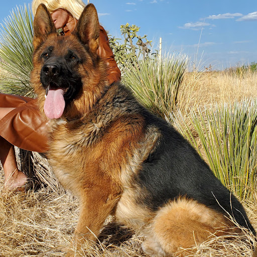 German Shepherds Puppies and Personal Protection Dogs