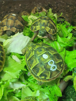 Ophidia la Passion des Reptiles à Sotteville-lès-Rouen