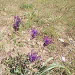 Photo n° 5 de l'avis de Frederique.e fait le 03/06/2023 à 06:26 pour Parc naturel régional des Grands Causses à Millau