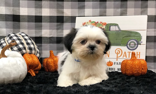 Pet Store «Happiness Is Pets Vi», reviews and photos, 616 E Roosevelt Rd, Lombard, IL 60148, USA