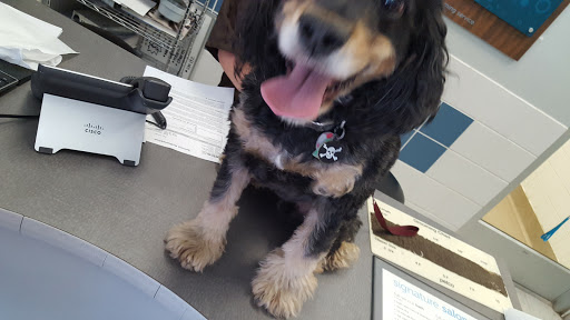 Pet Supply Store «Petco Animal Supplies», reviews and photos, 308 E Meighan Blvd, Gadsden, AL 35903, USA