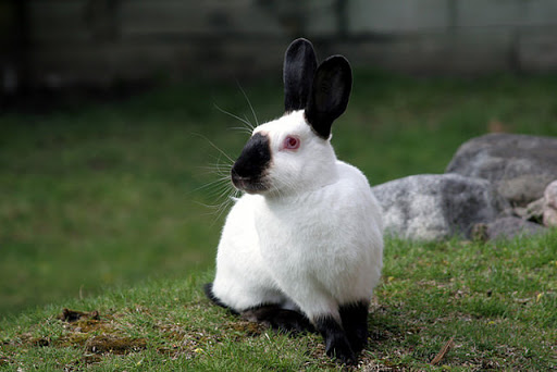 Zoo «Cosley Zoo», reviews and photos, 1356 N Gary Ave, Wheaton, IL 60187, USA