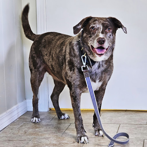Mitchell Animal Clinic image