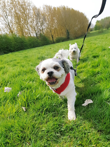 Reviews of The Dog Walker Leicester in Leicester - Dog trainer