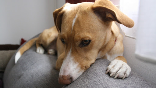 Clínica Veterinaria Boguel en Algeciras