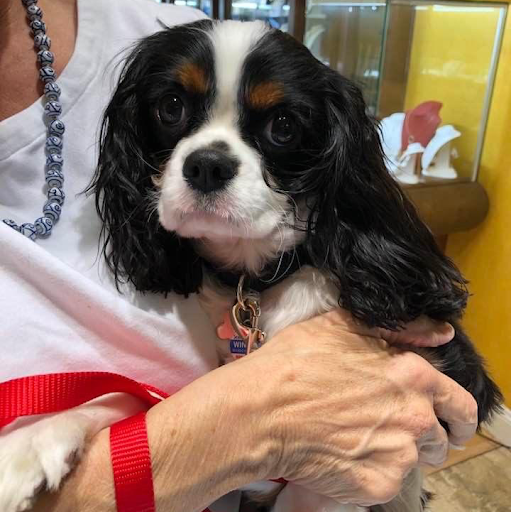 Jeweler «LeJeans Jewelers», reviews and photos, 931 N State Rd 434 Suite 1205, Altamonte Springs, FL 32714, USA