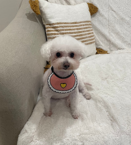 Paw Paw Pet Grooming image