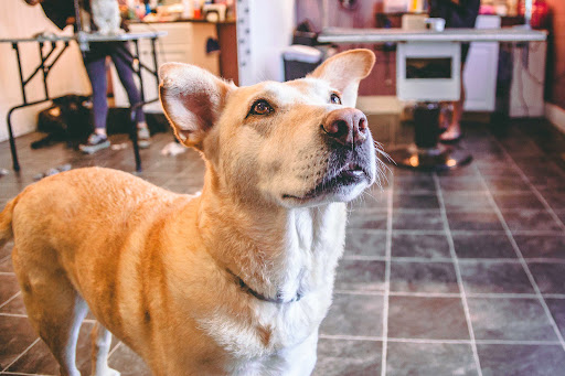 Pet Groomer «Pet-icure Pet Grooming & Supplies», reviews and photos, 89 Main St, Pepperell, MA 01463, USA