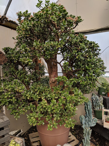 Bonsai plant supplier Toledo