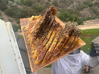 Victory Bee Removal - Photo 4 - Car repair in National City, CA, San Diego