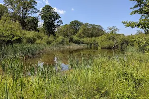 National Trust - Bookham Commons image