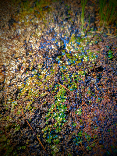 Tropical Fish Store «Sunset Pet & Supplies», reviews and photos, 1373 Sunset Blvd, Los Angeles, CA 90026, USA