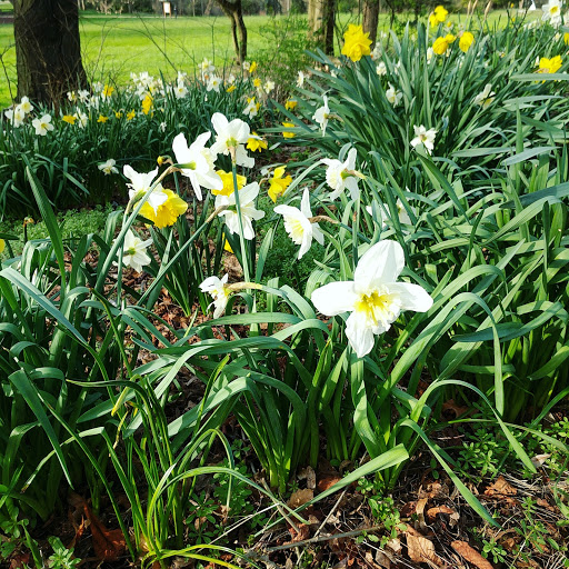 Park «Cowen Park», reviews and photos, 5849 15th Ave NE, Seattle, WA 98105, USA