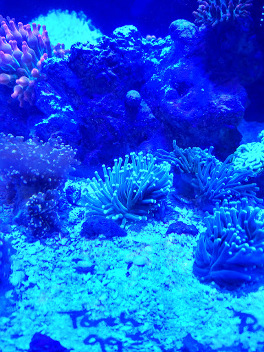 Tropical Fish Store «Barrier Reef Aquariums», reviews and photos, 1717 NE 44th St # A, Renton, WA 98056, USA