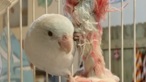 Pet Store «Plattsmouth Pets», reviews and photos, 430 Main St, Plattsmouth, NE 68048, USA